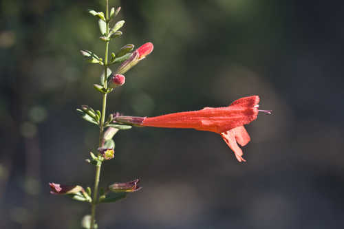 Clinopodium coccineum #4